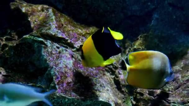 Hermosos Peces Acuario Decoración Fondo Plantas Acuáticas Pez Colorido Pecera — Vídeo de stock