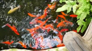 Altın balık ve küçük şelale havuz yüzme.