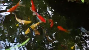 Altın balık ve küçük şelale havuz yüzme.