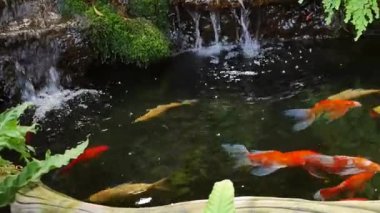 Altın balık ve küçük şelale havuz yüzme.