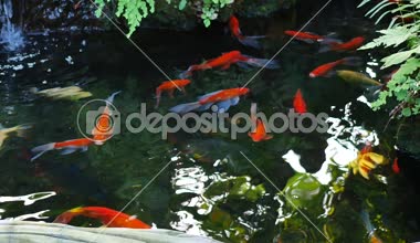 Altın balık ve küçük şelale havuz yüzme.