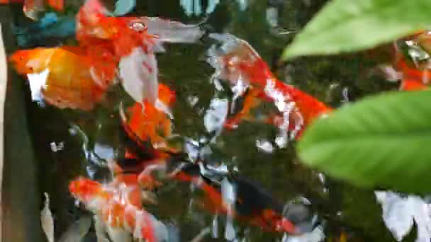 Золотая Рыба Плавающая Пруду Водопаде — стоковое видео