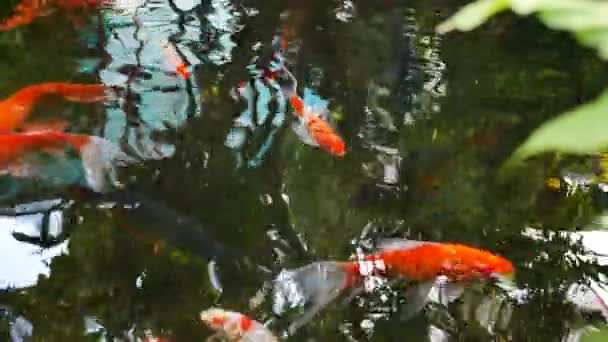 Poisson doré nageant dans l'étang et petite cascade .