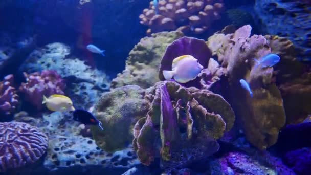 Gros Plan Beau Poisson Dans Aquarium Sur Décoration Des Plantes — Video