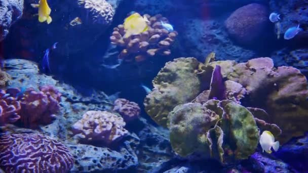 Detailní Záběr Krásné Ryby Akváriu Zdobení Vodních Rostlin Pozadí — Stock video