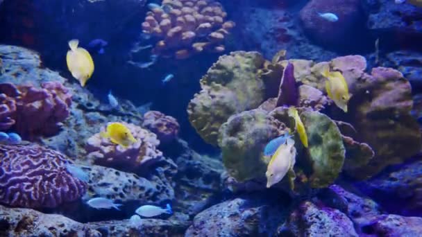 Närbild Vackra Fiskar Akvariet Dekoration Vattenlevande Växter Bakgrund — Stockvideo