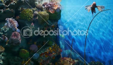 İçinde belgili tanımlık akvaryum su dekorasyon güzel balık yakın bitkiler arka plan.