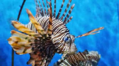 İçinde belgili tanımlık akvaryum su dekorasyon güzel balık yakın bitkiler arka plan.