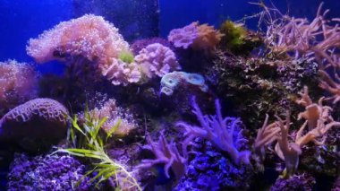 Güzel deniz çiçek ile balık ve mercan sualtı dünyasını. Akvaryumda hareketli deniz çiçek.
