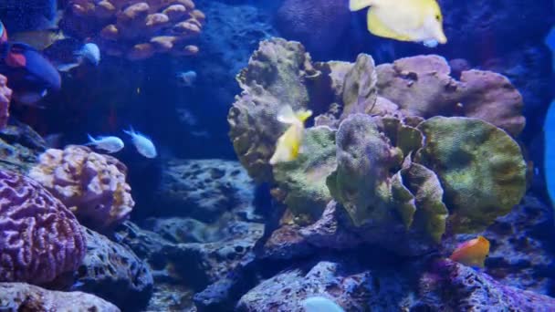 Nahaufnahme Schöner Fische Aquarium Auf Der Dekoration Von Wasserpflanzen Hintergrund — Stockvideo