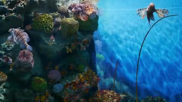 Close Beautiful Fish Aquarium Decoration Aquatic Plants Background — Stock Video