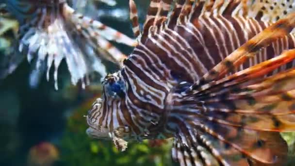 Dichtbij Mooie Vissen Het Aquarium Aan Decoratie Van Aquatische Planten — Stockvideo