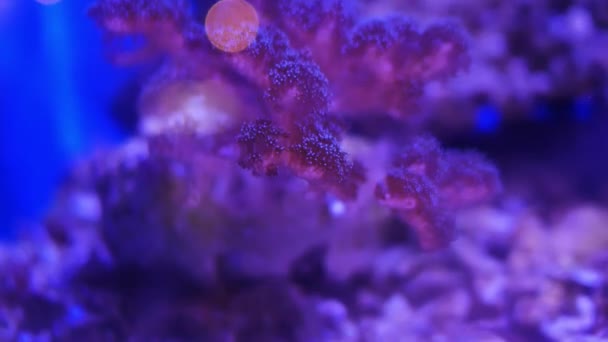 美丽的海花在水下的世界与珊瑚和鱼 鱼缸中移动的海花 — 图库视频影像