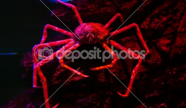 fish tank dev örümcek yengeci. Akvaryumda Yengeç.