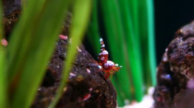 Arka plan içinde belgili tanımlık akvaryum su dekorasyon güzel karides bitkiler. 