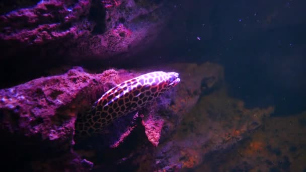 Meeraale Aquarium Aquariendekoration Muränen Fischbecken — Stockvideo