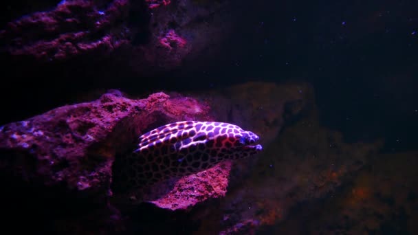 海鳗鱼在鱼缸 水族馆装饰 鱼缸里的莫雷鳗鱼 — 图库视频影像