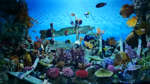 Dichtbij Mooie Vissen Het Aquarium Aan Decoratie Van Aquatische Planten — Stockvideo