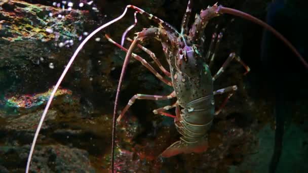 Bello Gamberetti Nell Acquario Sulla Decorazione Aquatic Piante Sfondo Aragosta — Video Stock