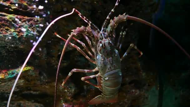 Mooie Garnalen Het Aquarium Aan Decoratie Van Aquatische Planten Achtergrond — Stockvideo