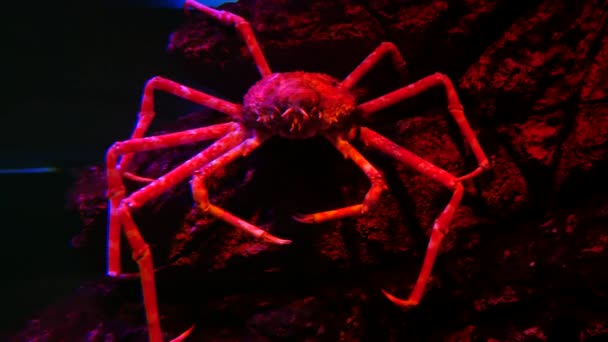 Cangrejo Araña Gigante Pecera Cangrejo Acuario — Vídeos de Stock