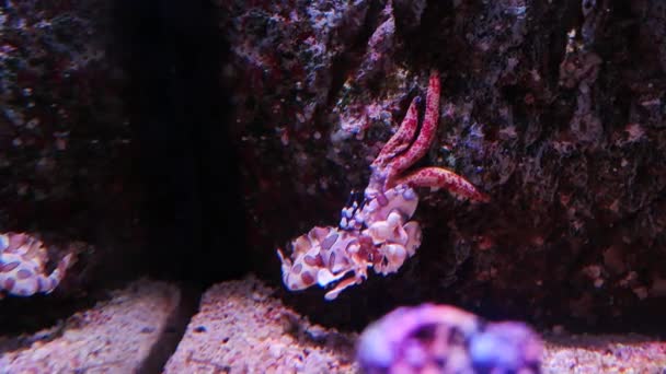 美丽的虾在水族馆中水生植物的装饰背景 — 图库视频影像