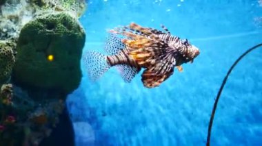 Güzel balık içinde belgili tanımlık akvaryum dekorasyon su üzerinde arka plan bitki. Renkli balık balık tank.