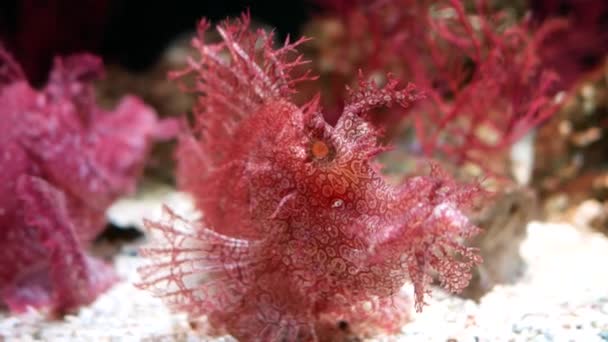 美丽的鱼在水族箱上装饰水生植物的背景 鱼缸里的五彩鱼 — 图库视频影像