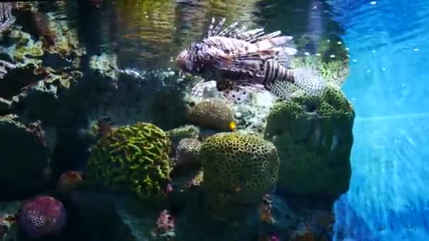 Mooie Vissen Het Aquarium Aan Decoratie Van Aquatische Planten Achtergrond — Stockvideo