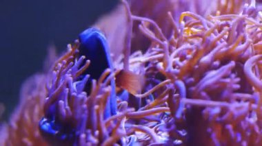 Balık ve mercan ile sualtı dünyasında güzel deniz çiçek.