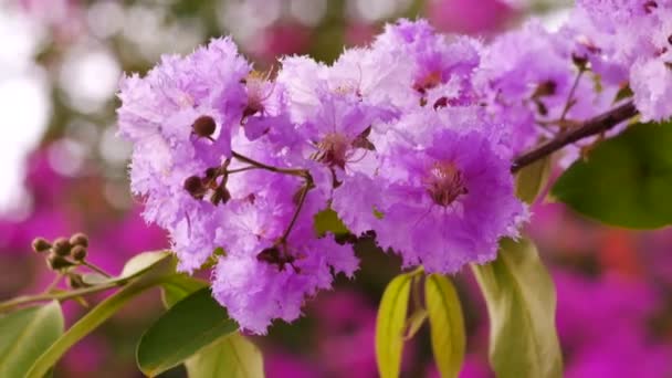 Flor Púrpura Rama Árbol Desenfoque Naturaleza Fondo — Vídeos de Stock