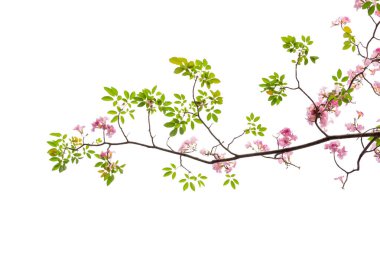 Beyaz arka plan üzerinde izole pembe çiçek ve ağaç dalı