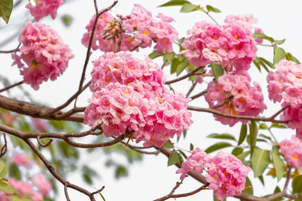 Pembe Çiçek Ağaç Dalı Arkaplanı Bulanıklaştırır — Stok fotoğraf