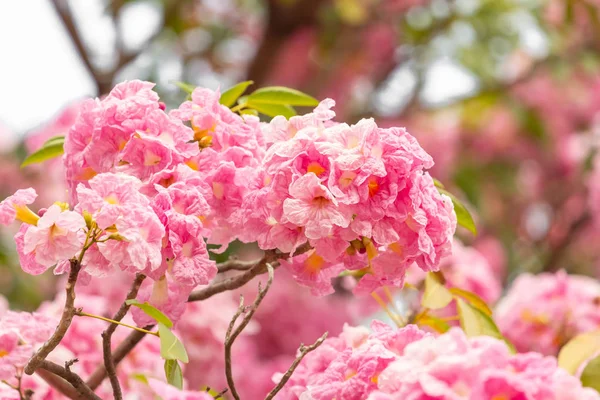 Pembe Çiçek Ağaç Dalı Arkaplanı Bulanıklaştırır — Stok fotoğraf