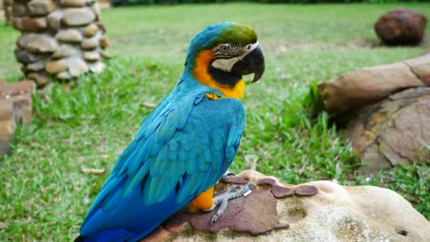 Макоу Берд Тримається Гілці Дерев Красива Пташка Папуга Стоїть Камені — стокове відео