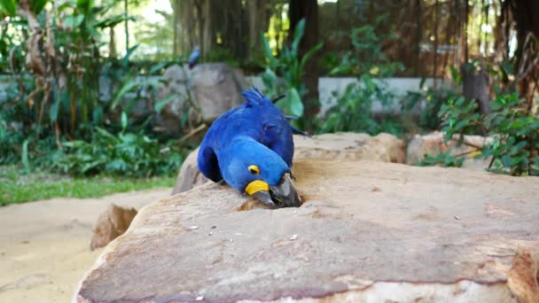 Macaw Bird Tenez Branche Arbre Bel Oiseau Perroquet Aras Debout — Video