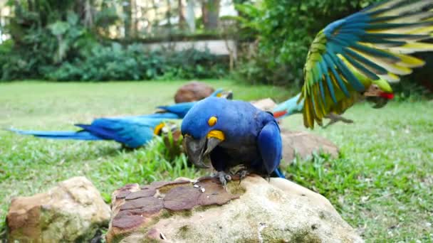 Guacamayo Agarra Rama Del Árbol Hermoso Pájaro Loro Guacamayo Pie — Vídeo de stock