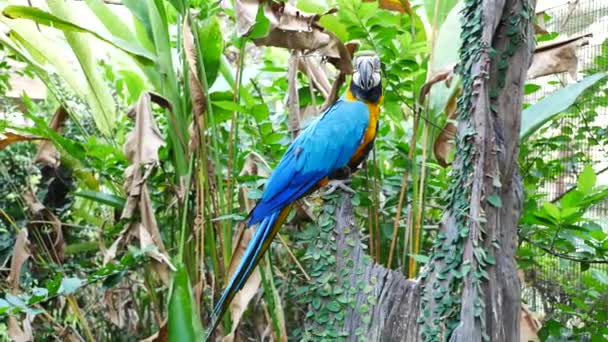 Schöner Ara Papageienvogel Stehend — Stockvideo