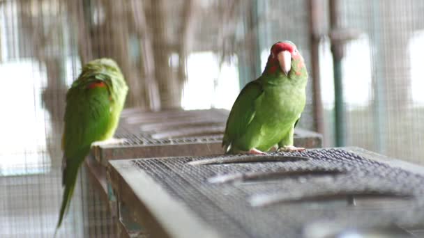 Schöner Ara Papageienvogel Stehend — Stockvideo