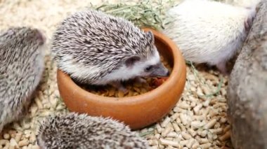 Kirpi kirpi yemek yeme Europaeus.