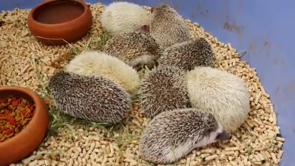 Hedgehog Erinaceus Europaeus Eating Food — Stock Video
