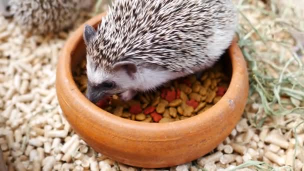 Hedgehog Erinaceus Europaeus Comendo Alimentos — Vídeo de Stock