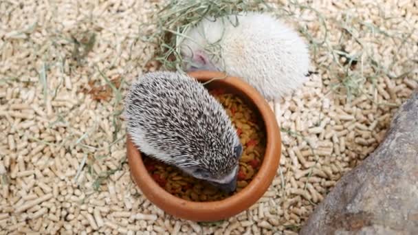 Igel Erinaceus Europaeus Frisst Nahrung — Stockvideo