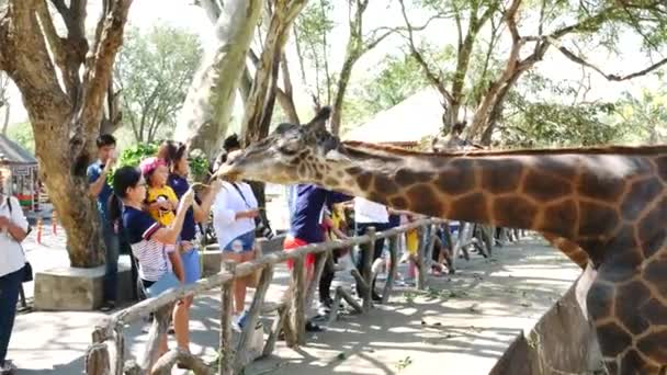 Chon Buri Thailand Januar 2019 Menschen Füttern Futter Mit Giraffen — Stockvideo