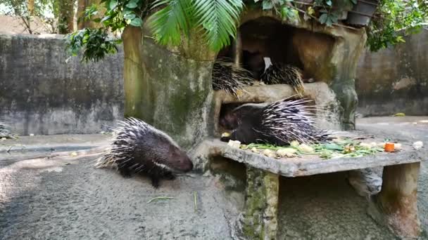 Hedgehog Eating Food Daytime Time — Stock Video