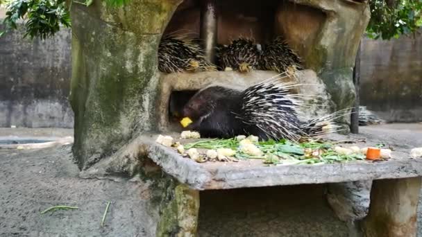 Hedgehog Eating Food Daytime Time — Stock Video