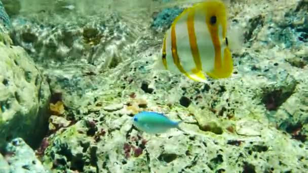 美丽的鱼在水族箱上装饰水生植物的背景 鱼缸里的五彩鱼 — 图库视频影像