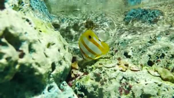 수생의 훈장에 수족관에서 물고기 수조에는 다채로운 물고기 — 비디오