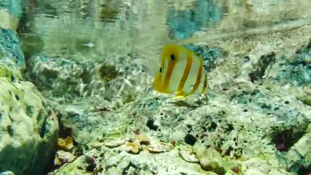 Mooie Vissen Het Aquarium Aan Decoratie Van Aquatische Planten Achtergrond — Stockvideo