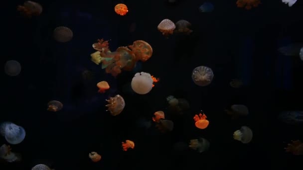 特写水母 美杜莎在鱼缸与霓虹灯 布拉帕大学海洋科学研究所 水箱中的 Sealife — 图库视频影像